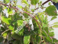 Plectranthus coleoides (Plectranthus coleoides Benth., Plectranthus madagascariensis)