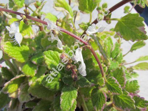 Plectranthus coleoides (Plectranthus coleoides Benth., Plectranthus madagascariensis)