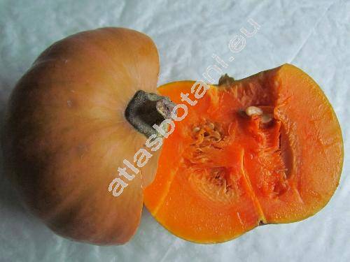 Cucurbita moschata (Lam.) Duch. ex Poir.