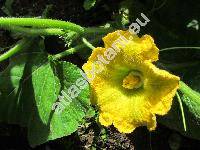 Cucurbita moschata (Lam.) Duch. ex Poir.