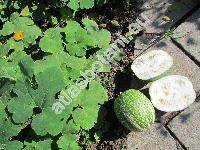 Cucurbita ficifolia (Cucurbita ficifolia Bouch)