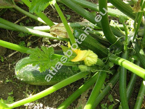Cucurbita pepo L. 'Cuketa'