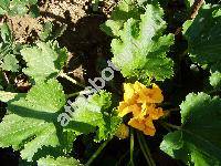 Cucurbita pepo L. 'Cuketa'