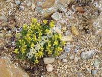 Draba bruniifolia Stev. (Draba olympica hort. non Sibth)