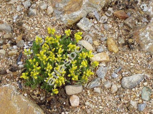 Draba bruniifolia Stev. (Draba olympica hort. non Sibth)