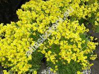 Draba bruniifolia Stev. (Draba olympica hort. non Sibth)