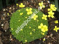 Draba bryoides DC.