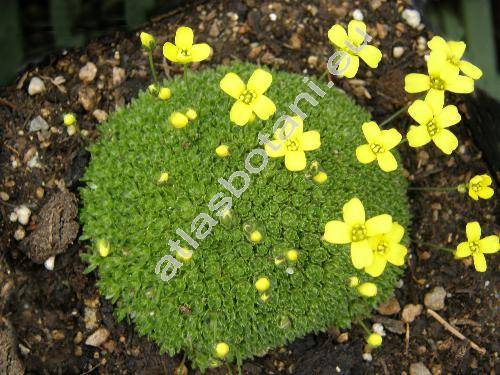 Draba bryoides DC.