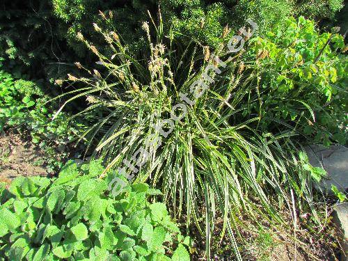 Carex morrowii 'Ice Dance'