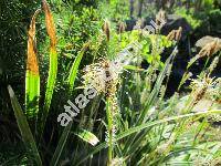 Carex morrowii 'Ice Dance'