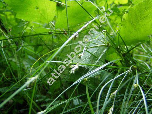 Carex remota L. (Vignea remota (L.) Rchb.)