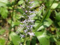 Pseudolysimachion orchideum  (Crantz) Wraber (Veronica orchidea Crantz, Pseudolysimachion cristatum (Bernh.) Opiz, Veronica spicata subsp. orchidea (Crantz) Hayek)