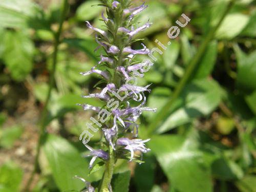 Pseudolysimachion orchideum  (Crantz) Wraber (Veronica orchidea Crantz, Pseudolysimachion cristatum (Bernh.) Opiz, Veronica spicata subsp. orchidea (Crantz) Hayek)