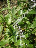 Pseudolysimachion orchideum  (Crantz) Wraber (Veronica orchidea Crantz, Pseudolysimachion cristatum (Bernh.) Opiz, Veronica spicata subsp. orchidea (Crantz) Hayek)