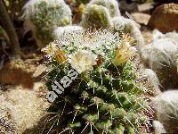 Mammillaria sempervivi DC. (Mammillaria sempervivi (DC.) Kuntze, Mammillaria caput-medusae Otto)