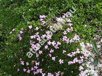 Silene acaulis (L.) Jacq.