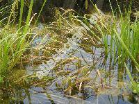 Carex pseudocyperus L.