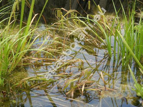 Carex pseudocyperus L.