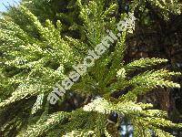 Cryptomeria japonica (L. fil.) Don (Cupressus japonica)