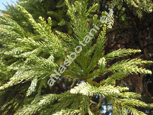 Cryptomeria japonica (L. fil.) Don (Cupressus japonica)