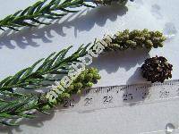 Cryptomeria japonica (L. fil.) Don (Cupressus japonica)