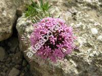 Phuopsis stylosa (Trin.) Jacks (Asperula ciliata Moench, Crucianella stylosa Trin.)