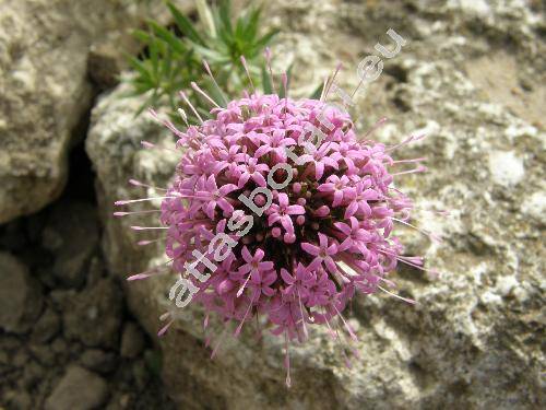 Phuopsis stylosa (Trin.) Jacks (Asperula ciliata Moench, Crucianella stylosa Trin.)