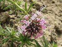 Phuopsis stylosa (Trin.) Jacks (Asperula ciliata Moench, Crucianella stylosa Trin.)