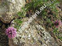 Phuopsis stylosa (Trin.) Jacks (Asperula ciliata Moench, Crucianella stylosa Trin.)