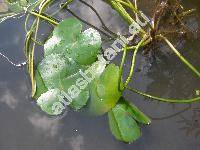 Nymphoides peltata (Gmel.) Kuntze (Limnanthenum peltatum, Nymphoides flava, Menyanthes nymphoides L.)