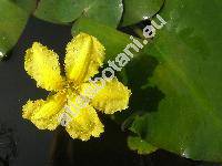 Nymphoides peltata (Gmel.) Kuntze (Limnanthenum peltatum, Nymphoides flava, Menyanthes nymphoides L.)