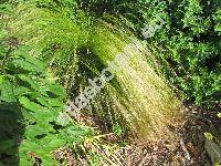 Stipa tirsa Stev. (Stipa stenophylla Lindem.)