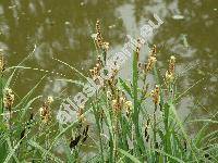 Carex acutiformis Ehrh. (Carex paludosa)