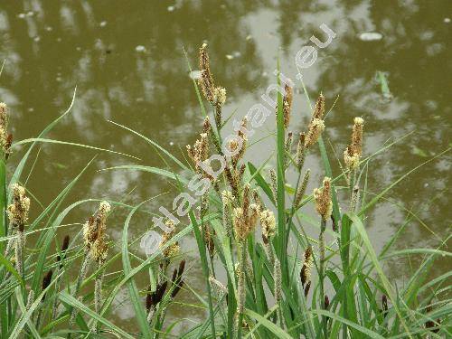 Carex acutiformis Ehrh. (Carex paludosa)