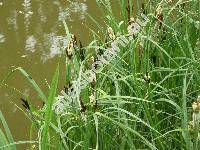 Carex acutiformis Ehrh. (Carex paludosa)