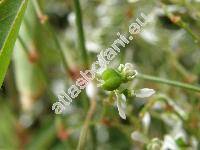 Euphorbia 'Silver Fog' (Chamaesyce, Tithymalus)