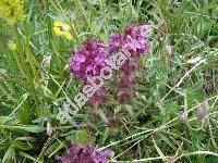 Pedicularis verticillata L.