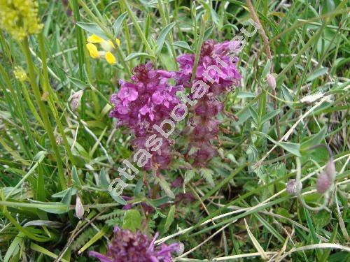 Pedicularis verticillata L.