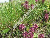 Pedicularis verticillata L.