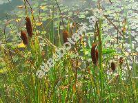 Typha laxmannii Lep. (Typha laxmanii, Typha minima Funck subps. laxmannii (Lep.) Douin)