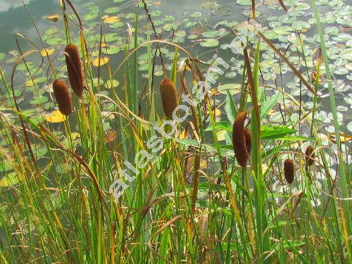 Typha laxmannii Lep. (Typha laxmanii, Typha minima Funck subps. laxmannii (Lep.) Douin)