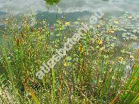 Typha laxmannii Lep. (Typha laxmanii, Typha minima Funck subps. laxmannii (Lep.) Douin)