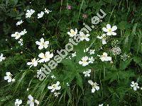 Ranunculus aconitifolius L.