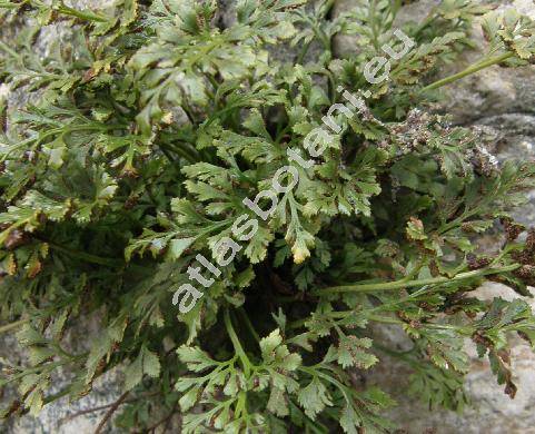 Asplenium cuneifolium Viv.