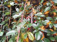 Cotoneaster salicifolius 'Repens'