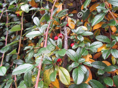 Cotoneaster salicifolius 'Repens'