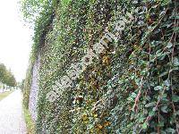 Cotoneaster salicifolius 'Repens'