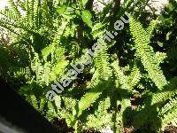Nephrolepis cordifolia (L.) Presl (Aspidium cordifolium (L.) Sw., Polypodium cordifolium L.)
