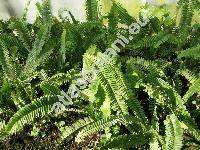 Nephrolepis cordifolia (L.) Presl (Aspidium cordifolium (L.) Sw., Polypodium cordifolium L.)