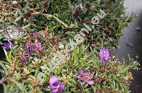 Edraianthus serpyllifolius (Vis.) DC. (Wahlenbergia)